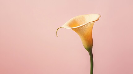 Aufkleber - A solitary golden-yellow calla lily against a muted rose background, close-up shot, Minimalist style