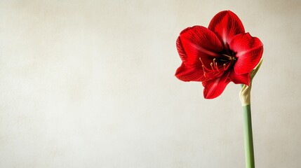 Poster - A solitary red amaryllis flower set against a soft beige background, close-up shot, Minimalist style