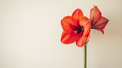 Poster - A solitary red amaryllis flower set against a soft beige background, close-up shot, Minimalist style