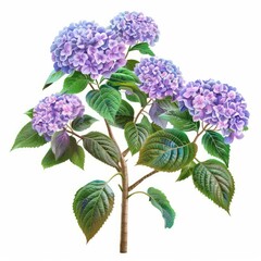 Poster - Beautiful blooming hydrangea plant with lush green leaves and vibrant purple flowers, isolated on white background