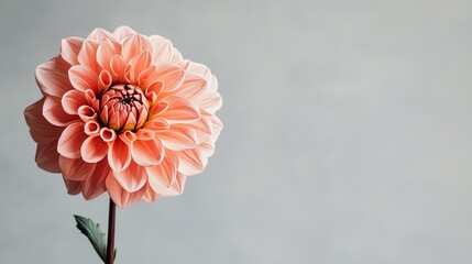 Aufkleber - A solitary soft coral dahlia against a light grey background, close-up shot, Minimalist style