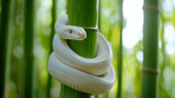 A white snake coiled around a fresh green bamboo stalk