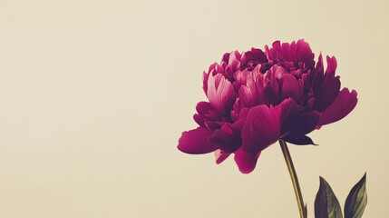 Poster - A solitary vibrant magenta peony against a light taupe background, close-up shot, Minimalist style