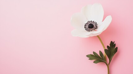 Poster - A solitary white anemone set against a soft pastel pink background, close-up shot, Minimalist style