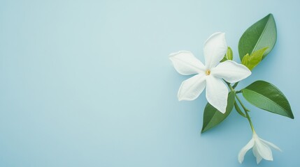 Poster - A solitary white jasmine flower set against a soft light blue background, close-up shot, Minimalist style