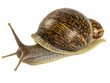 © VetalStock - snail isolated on white background