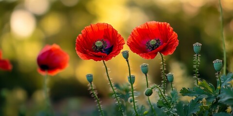 Poster - Wild red poppy blooms with vibrant flowers and buds, showcasing the beauty of the wild red poppy in nature. The wild red poppy s striking petals and buds capture attention effortlessly.