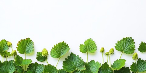 Poster - green strawberry leaves set against a white background create a vibrant contrast, showcasing the bea