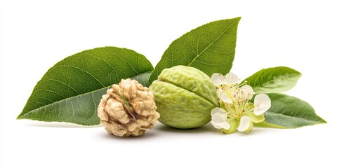 Poster - Green walnut and green walnut flower isolated against a white background, showcasing the unique features and beauty of the green walnut and its delicate flower in a clean setting.