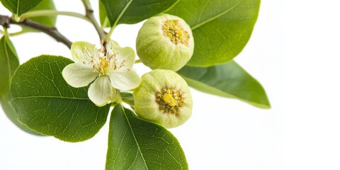 Poster - Green walnut and green walnut flower isolated against a white background, showcasing the unique features and beauty of the green walnut and its delicate flower in a clean setting.