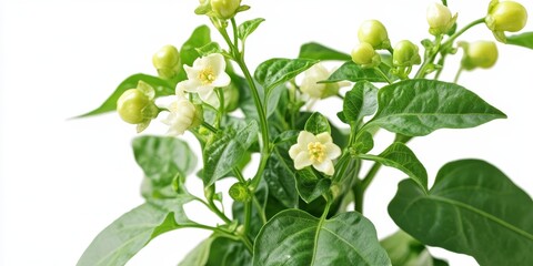 Poster - A vibrant, fresh green pepper plant featuring vegetables and blossoms is showcased against a transparent alpha background, emphasizing its crisp appearance and freshness.
