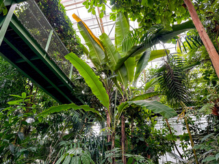 Wall Mural - Different plants with green leaves in botanical garden, low angle view