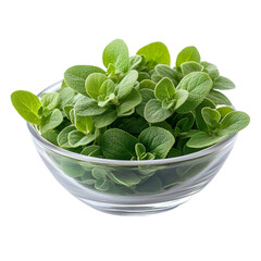 Wall Mural - Front view of Cuban oregano in a small glass bowl isolated on a white transparent background