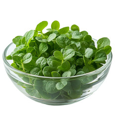 Wall Mural - Front view of purslane in a small glass bowl isolated on a white transparent background