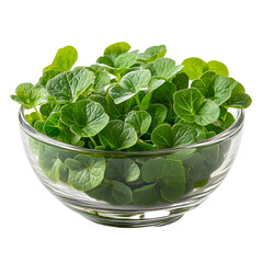 Wall Mural - Front view of wood sorrel in a small glass bowl isolated on a white transparent background