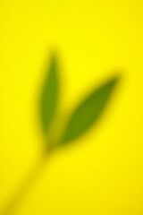 Aufkleber - Eucalyptus leaves in sharp focus against a bright yellow colored background for a visually appealing image effect._00001_