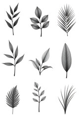 Poster - Collection of tropical leaves in black and white for a creative and minimalist design featuring natural backgrounds._00001_