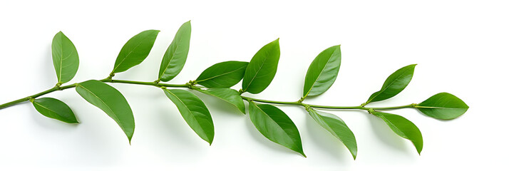 Poster - A leafy tropical design is showcased in sharp focus against clean white backgrounds with a selective attention technique applied._00001_