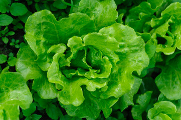 Wall Mural - Green lettuce in growth at vegetable garden