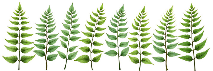 Poster - A fern leaf pattern is created on a white background in this tropical botanical illustration of natural elements and design concepts._00003_