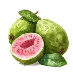 Canvas Print - A watercolor drawing of a ripe bunch of tropical guavas, isolated on a white background. Ripe tropical guavas vector.
