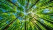 © DailyStock - Looking Up at the Green Canopy of Trees with Sunlight Filtering Through Leaves in a Vibrant Forest