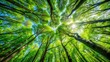 © DailyStock - Looking Up at the Green Canopy of Trees with Sunlight Filtering Through Leaves in a Vibrant Forest