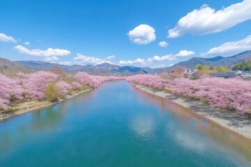 Sticker - Beautiful and cute Kawazu Zakura Sakura cherry blossoms against blue sky, Kawazu River, Shizuoka, Japan. Wallpaper background 