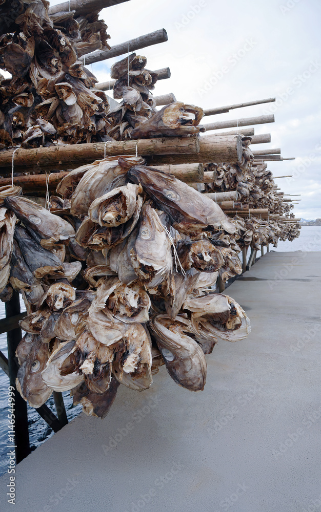 Cod heads and stockfish hanging on outdoor wooden racks, Traditional ...