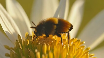 Aufkleber - Close-up of a bee collecting nectar from a vibrant flower in a sunlit garden