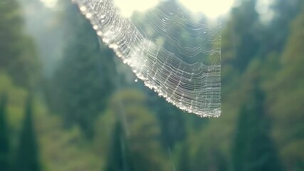 Poster - Glistening spider web catches morning light in a forest setting