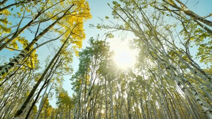 Aufkleber - Explore a serene forest with towering birch trees and golden autumn leaves during a tranquil afternoon walk