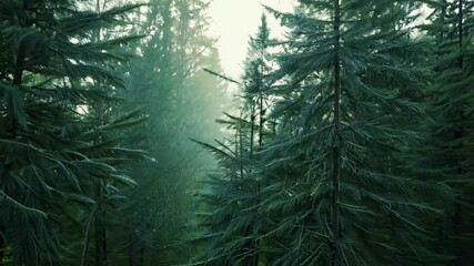 Aufkleber - Enchanted morning light filtering through a dense evergreen forest