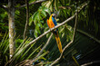 © Aisse - Blue-and-yellow Macaw - Ara ararauna