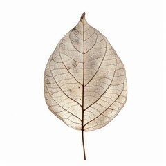 Poster - Close up of a preserved leaf revealing its intricate network of veins, isolated on a white background