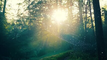 Poster - Morning sunlight filters through trees illuminating a forest path with dew on a spider web