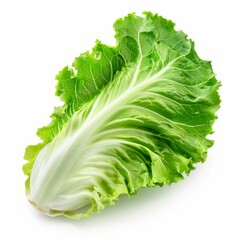 Poster - Single fresh green baby cos lettuce leaf isolated on white background
