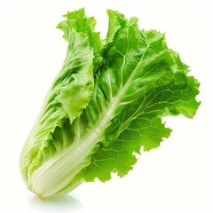 Poster - Green lettuce isolated on white background, providing a healthy and vibrant ingredient for salads and culinary creations