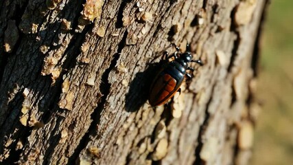 Poster - Close view of a vibrant beetle crawling on a tree trunk in natural sunlight