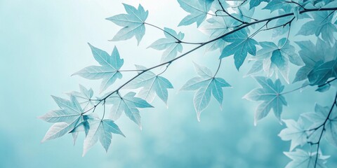 Poster - Delicate Maple Leaves in a Soft Blue Light, a Tranquil Nature Scene