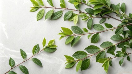 Aufkleber - A delicate arrangement of vibrant green leaves on a soft white background, showcasing the beauty of natural simplicity.
