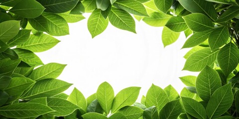 Poster - A vibrant frame of lush green leaves, showcasing the intricate details of nature's design, creating a picturesque border around a blank canvas