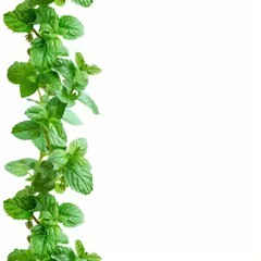 Wall Mural - Sprig of fresh mint leaves forming a natural, vibrant border against a clean white backdrop