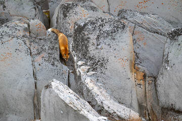 Wall Mural - Red fox running down a rocky shoreline