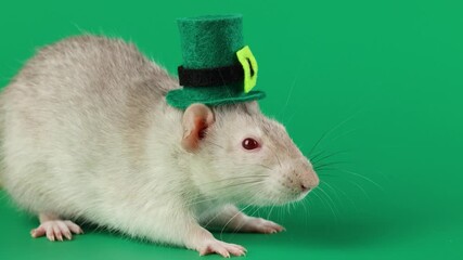 Wall Mural - Colored rat on green background. Mouse in top hat celebrates holiday. St. Patrick's Day concept