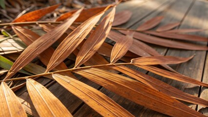 Poster - Dried palm leaves in warm sunlight, highlighting the intricate veins and delicate texture of the foliage.