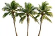 © kucret - Three lush coconut palm trees isolated on white background. (2)