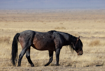 Wall Mural - Wild Horse in Autumn in the Utah Desert