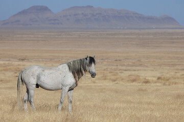 Wall Mural - Wild Horse in Autumn in the Utah Desert