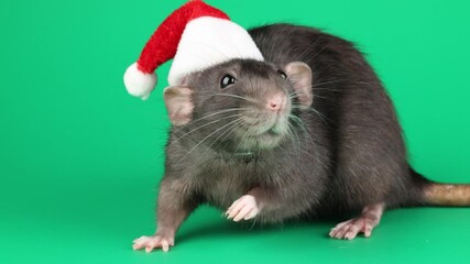 Wall Mural - Colored rat isolated on green background. Mouse in red Santa hat. Cutting material. Rodent in New Year's costume on chromakey. Christmas concept.